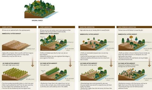 Science Literacy Refer to Infographic 5 to answer the following four questions.   -Which harvesting technique would result in more frequent profits and higher biodiversity than clear cut? A) clear-cutting B) strip harvesting C) selective harvesting D) shelterwood harvesting