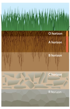 Science Literacy Use the following graphic to answer the next questions.   -Which two layers are involved in the formation of soil? A) A and O B) B and C C) C and O D) A and C