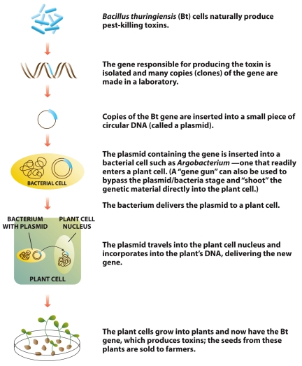 Refer to the graphic below.Use the graphic to explain step by step how a gene from Bacillus thuringiensis (Bt)is inserted into a plant.In your own words,describe how this happens and how a bacterial gene can be beneficial to a plant.   