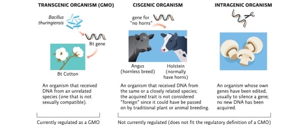 Science Literacy Use Infographic 6 below to answer the following questions.   -Since peaches are a soft fruit,they can be bruised during shipping and handling.When they arrive at the store with bruising,they are generally not bought and have to be thrown out.A gene research lab has turned off a gene in peaches which causes bruising.This technique of genetic engineering is called _______ genetic engineering. A) transgenic B) cisgenic C) intragenic