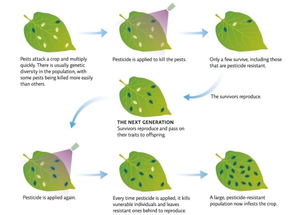 Refer to Infographic 3.Describe how application of chemical pesticides encourages the emergence of pesticide-resistant pest populations.   