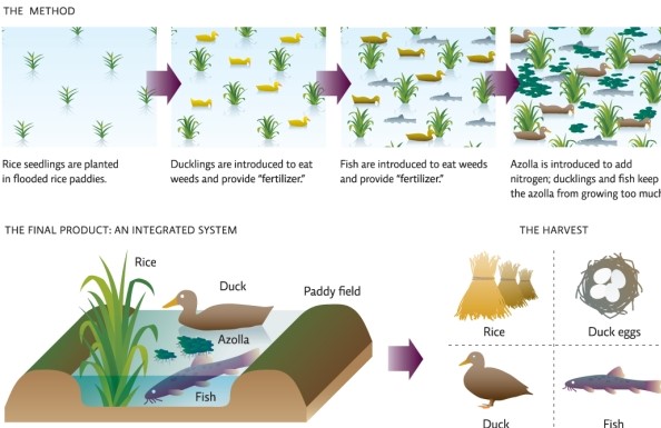 Refer to Infographic 4.Use the infographic to describe integrated farming at Takao Furuno's duck/rice farm.   