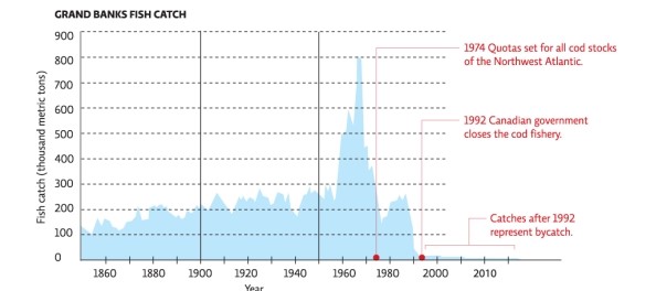 Refer to the graph in Infographic 2.Adult cod are quite large and live close to the sea floor.They eat a wide variety of fish,as well as mussels,squid,and crab.Their diet and early life-cycle stages depend on a seabed with a complex structure.Spawning schools of more than a hundred million fish have been observed,and the average female can spawn millions of eggs.How is it possible that in 1992 the Canadian government had to close the cod fishery?   