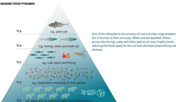 Refer to Infographic 3.What can cause a marine food pyramid to look like the one shown in the figure? What effects can it have on the fishing industry and on the ability of top-trophic-level fish to recover?   