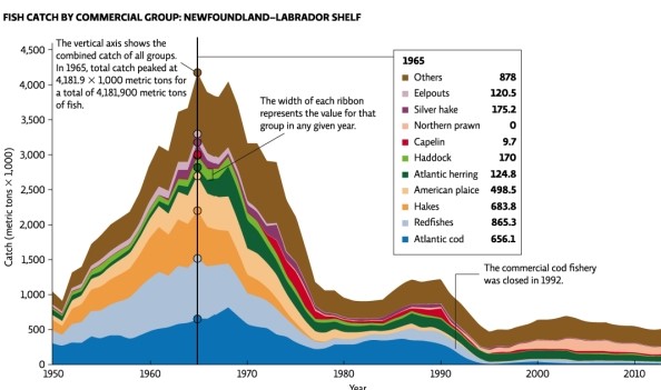 Refer to Infographic 4.The figure shows fish catches in the Newfoundland-Labrador Shelf area of the North Atlantic.Describe the shift in the species and amounts taken in 1968,1990,and 2005.   