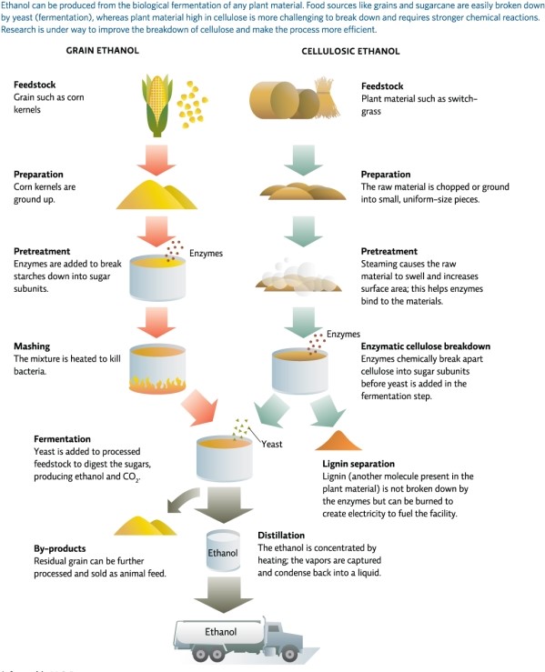 Refer to Infographic 5.In which step in the conversion of cellulose to ethanol is the raw material chopped or ground into small,uniform-sized pieces?   A) preparation B) pretreatment C) enzymatic cellulose breakdown D) lignin separation E) distillation