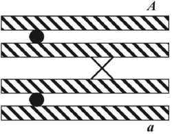 Below is a diagram during crossing over.Describe the outcome.   A) offspring will not look like either parent B) a 1:1 ratio C) formation of parental alleles only D) segregation of alleles A and a during meiosis II E) segregation of alleles A and a during meiosis I