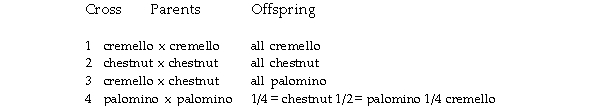<strong>The following coat colors are known to be determined by alleles at one locus in horses: palomino = golden coat with lighter mane and tail cremello = almost white chestnut = brown The following table gives ratios obtained in matings of the above varieties: Assign gene symbols for the genetic control of coat color on the basis of these data.</strong> A)C<sup>1</sup>C<sup>1</sup><sup> </sup>= chestnut,C<sup>2</sup>C<sup>2</sup><sup> </sup>= cremello,C<sup>1</sup>C<sup>2</sup><sup> </sup>= palomino B)C<sup>1</sup>C<sup>1</sup><sup> </sup>= cremello,C<sup>2</sup>C<sup>2</sup><sup> </sup>= chestnut,C<sup>1</sup>C<sup>2</sup><sup> </sup>= palomino C)C<sup>1</sup>C<sup>1</sup><sup> </sup>= palomino,C<sup>2</sup>C<sup>2</sup><sup> </sup>= chestnut,C<sup>1</sup>C<sup>2</sup><sup> </sup>= cremello D)C<sup>1</sup>C<sup>1</sup><sup> </sup>= chestnut,C<sup>2</sup>C<sup>2</sup><sup> </sup>= palomino,C<sup>1</sup>C<sup>2</sup><sup> </sup>= cremello E)C<sup>1</sup>C<sup>1</sup><sup> </sup>= palomino,C<sup>2</sup>C<sup>2</sup><sup> </sup>= cremello,C<sup>1</sup>C<sup>2</sup><sup> </sup>= chestnut