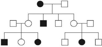 <strong>The accompanying figure is a pedigree of a fairly common human hereditary trait in which the boxes represent males and the circles represent females.Shading symbolizes the abnormal phenotype. Given that one gene pair is involved,what is the inheritance pattern?</strong> A)recessive,autosomal B)recessive,X linked C)dominant,X linked D)sex- influenced inheritance E)dominant,autosomal
