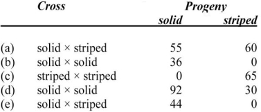 <strong>Assume that you have a garden and some pea plants have solid leaves and others have striped leaves.You conduct a series of crosses [a)through e)] and obtain the results given in the table.Define gene symbols and give the possible genotypes of the parents of cross E.  </strong> A)solid is dominant to striped SS × ss B)solid is dominant to striped Ss × ss C)solid is dominant to striped Ss × Ss D)striped is dominant to solid SS × ss E)striped is dominant to solid Ss × ss <div style=padding-top: 35px> 