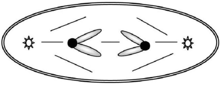 Given that each G1 nucleus from this organism contains 16 picograms of DNA,how many picograms of chromosomal DNA would you expect in the cell shown below?   A) 2 B) 16 C) 4 D) 32 E) 8