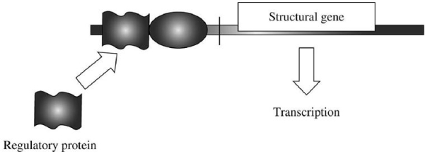 In the accompanying diagram,what type of control,positive or negative,is operating? The oval structure is RNA polymerase.   