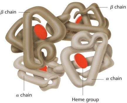 The protein shown below provides an example of which level of protein folding?   A) tertiary B) pentenary C) quaternary D) primary E) secondary