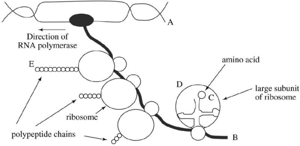 The accompanying drawing represents simultaneous transcription and translation in E.coli.The direction of the RNA polymerase is given by the arrow.    a)Is the letter A nearer the 5' or the 3' end of the molecule? b)Is the letter B nearer the 5' or the 3' end of the molecule? c)Is the letter C nearer the 5' or the 3' end of the tRNA molecule? d)What is the  S  value for the large rRNA that is closest to the letter D? e)Which terminus N or  C)of the growing polypeptide chain is nearer to the letter E?