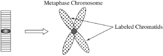 Given the accompanying diagram,assume that a G1 chromosome left underwent one round of replication in<sup> </sup><sup>3</sup>H- thymidine and the metaphase chromosome right) had both chromatids labeled.Which of the following replicative models conservative,dispersive,semiconservative) could be eliminated by this observation?   A) semiconservative B) dispersive C) conservative D) conservative and dispersive E) semiconservative and dispersive