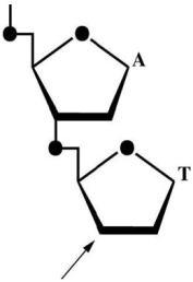 The figure below shows a representative dinucleotide:   - This figure represents __________,and the arrow is closest to the__________ end. A) RNA; 5' B) RNA; 3' C) DNA; 3' D) DNA; 5'