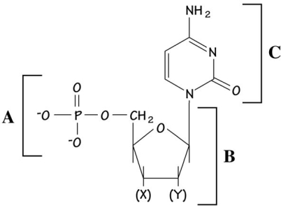 The figure below is a nucleotide:   - If this molecule were found in a DNA chain,the chemical group labeled X would be and the chemical labeled Y would be_________ . A) OH; H B) OH; OH C) H; OH D) H; H