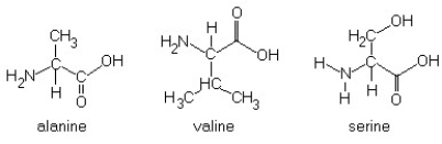 Construct a polypeptide consisting of alanine, valine, and serine. Circle the peptide bonds. The structures of the amino acids (prior to linkage) are shown below:  