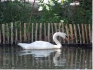 In the following photograph, we infer that the swan is in front of the fence because the image of the swan breaks up the continuous image of the fence.What is the technical term for this depth cue?   A) accommodation B) relative monocular distance C) occlusion D) movement-based