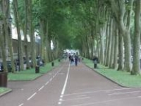 Which of these depth cues is prominent in the photograph below?   A) vergence B) optic flow C) linear perspective D) disparity