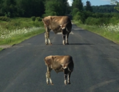 In the image below, the higher cow is seen as larger than the lower one.This is an example of which illusion?   A) Müller-Lyer illusion B) Ponzo illusion C) the moon illusion D) the Gelb illusion