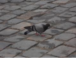 <strong>In the photograph below, one of the important cues for depth perception is ______. </strong> A)occlusion B)motion parallax C)accretion D)texture gradient