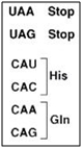 Use the following information to answer this question:   CAU would be found in A)  DNA. B)  mRNA. C)  ribosomes. D)  RNA. E)  protein. 