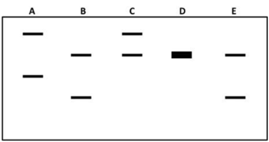 The gel at right shows the DNA profiles for several individuals.If A is the mother and B is the father,which one of the others could be their child?   A)  C B)  D C)  E D)  C,D,and E E)  None of the above. 