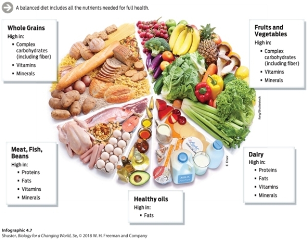 A healthful,well-balanced meal would contain approximately what percentage of each category of food?   A)  50% whole grains;20% fruits and vegetables;20% meat,fish,and beans;10% dairy;and 10% refined sugars and fats B)  25% whole grains;25% fruits and vegetables;10% meat,fish,and beans;15% dairy;and 10% refined sugars and fats C)  40% whole grains;20% fruits and vegetables;15% meat,fish,and beans;15% dairy;and 10% refined sugars and fats D)  30% whole grains;30% fruits and vegetables;15% meat,fish,and beans;15% dairy;and 10% refined sugars and fats E)  20% whole grains;50% fruits and vegetables;15% meat,fish,and beans;15% dairy;and 10% refined sugars and fats 