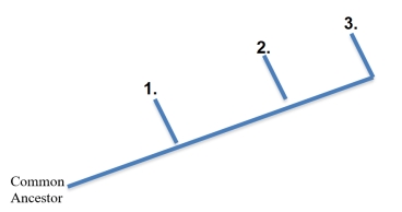 On the basis of their DNA,select the answer that places the following species on the evolutionary tree in order according to their relatedness to their common ancestor.Differences from the common ancestor are underlined. Common ancestor: ATCGCTATCGA Species A: ATGGCTTTCGA Species B: ATGGCTTTCAA Species C: ATGGCTATCGA   A)  1: Species A,2: Species B,3: Species C B)  1: Species A,2: Species C,3: Species B C)  1: Species B,2: Species A,3: Species C D)  1: Species C,2: Species A,3: Species B E)  1: Species C,2: Species B,3: Species A 
