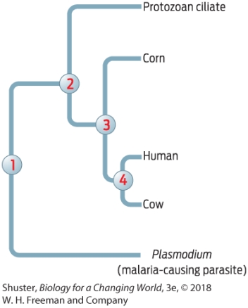 On the tree below,which number represents the most recent common ancestor of humans and corn?   A)  1 B)  2 C)  3 D)  4 E)  Humans and corn do not share any ancestors. 