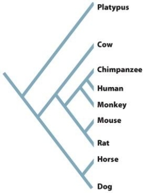 Based on the phylogenetic tree below,all of the following are TRUE statements,EXCEPT   A)  opossums are more closely related to cows than they are to the platypus. B)  mice and rats share a more recent common ancestor with humans,chimps,and monkeys than mice and rats share with horses and dogs. C)  mice and rats are more closely related to horses and dogs than they are to opossums. D)  horses and dogs are most closely related to the opossum. E)  humans and chimps are more closely related to each other than they are to other monkeys. 