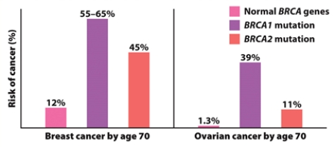 What is the increased risk of ovarian cancer by age 70 if you have one copy of a deleterious BRCA2 allele when compared to the general population?   A)  1.3% B)  9.7% C)  11% D)  39% E)  55%-65% 