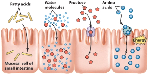Describe the type of absorption mechanism represented by each of the four separate parts in the figure.   