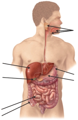 For each area of the digestive tract indicated,describe what process of carbohydrate digestion takes place in that area.Explain how the digestion of sugar,starches,and fiber are different from each other.   