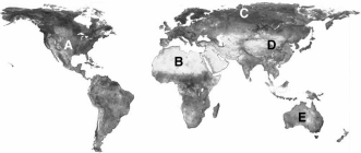 Questions refer to the figure above illustrating the earth's biogeographic realms.    -The Palearctic realm is designated by A) A. B) B. C) C. D) D. E) E.