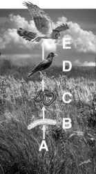 Questions refer to the figure above illustrating a tallgrass prairie food chain.    -A primary carnivore is indicated by A) A. B) B. C) C. D) D. E) E.