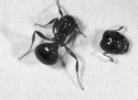 Imported fire ants attack A) humans. B) livestock. C) pets. D) wildlife. E) all of these.  