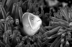   -The interaction between different species is A) mutualism. B) parasitism. C) commensalism. D) competition. E) predation.