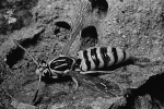     -The images above are an example of A) mimicry. B) display behavior. C) warning coloration. D) chemical defenses. E) camouflage.