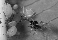   -The photograph above of the aphid and the wasp is an example of A) mimicry. B) display behavior. C) warning coloration. D) chemical defenses. E) biological control of pests.