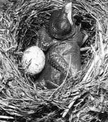   -The above figure demonstrates A) imprinting behavior. B) displaying instinctive behavior. C) feeding a social parasite. D) a learned behavior. E) all of these.