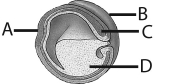 Which stage in reproduction and development occurs before the others?   A) cleavage B) gamete formation C) gastrula formation D) zygote formation E) blastula formation