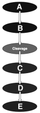  Questions 18-22 refer to the figure above illustrating the stages of animal reproduction and development. -Primary tissue layers form by cell divisions, cell migrations, and rearrangements at this stage. A) A B) B C) C D) D E) E