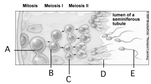 Which of the following cells are diploid?   A) spermatids B) primary spermatocytes C) secondary spermatocytes D) spermatogonia E) both primary spermatocytes and spermatogonia