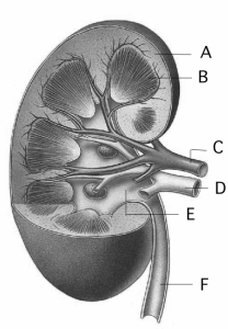 Use the figure above to answer questions     -The region where loops of Henle are located is indicated by A) A. B) B. C) C. D) E. E) both A and B.