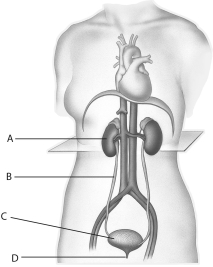 The letter  D  in the above figure represents   A) a kidney. B) a urethra. C) a urinary bladder. D) a ureter. E) water.