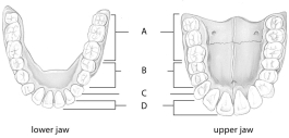 Use the above figure to answer questions     -The teeth designated by the letter  D  in the above figure are called   A) canines. B) premolars. C) incisors. D) molars. E) none of these.
