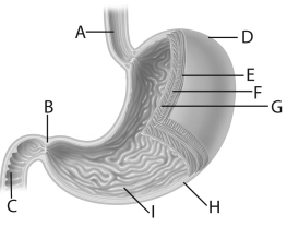 Use the above figure to answer questions     -The teeth designated by the letter  D  in the above figure are called   A) canines. B) premolars. C) incisors. D) molars. E) none of these.