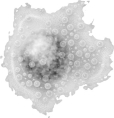 Which of the following is true for the cell shown above?   A) They patrol the body looking for invaders. B) They present antigens to other WBC's. C) They specifically interact with T-helper cells. D) They mature only after they encounter damaged tissue. E) All of these are true.